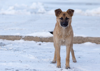 Dog in the snow in the winter