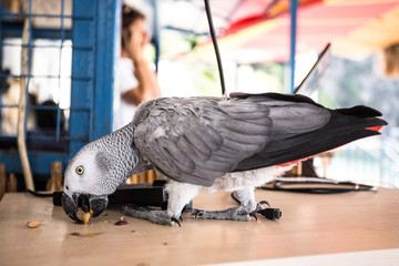 Gray African Parrot eat pistachios. © ale_koziura
