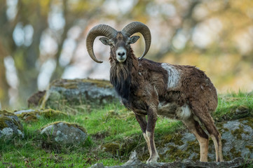 Alone mouflon male on grass rocks - obrazy, fototapety, plakaty