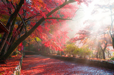 京都　毘沙門堂の紅葉