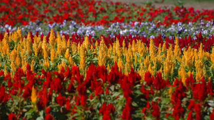Tulip season in the Thailand colorful fields with tulips and other flowers