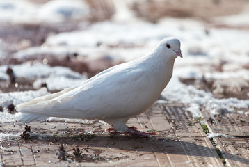 white dove in nature in winter
