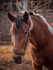 Obraz premium Beautiful piebald horse closeup in the walking open-air cage, nice sunny day. Horse walks on a pasture. Horse eating a hay at ranch summertime.