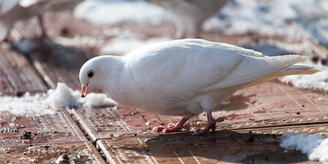 white dove in nature in winter
