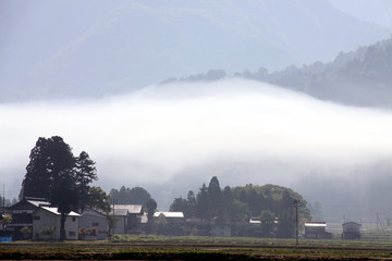 田植え時期の朝霧