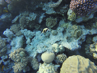 red sea underwater coral reef
