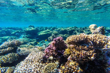 red sea underwater coral reef