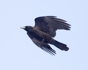 crows flying in the sky