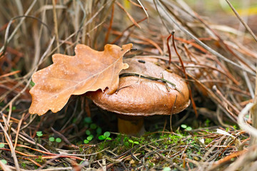 mushroom, Suillus luteus, in the moss in autumn forest