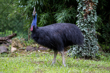 Huge cassowary bird looking at camera