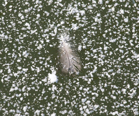 Fototapeta premium feather on ice