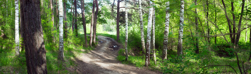 road through birch forest -- summer landscape, banner, panorama -