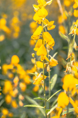 yellow flower Crotalaria or yellow indian hemp flowers in the field