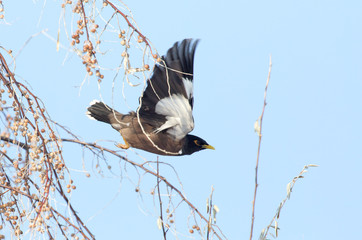 Starling in flight