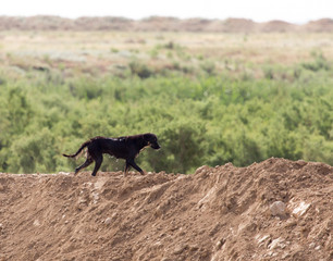black dog on the nature