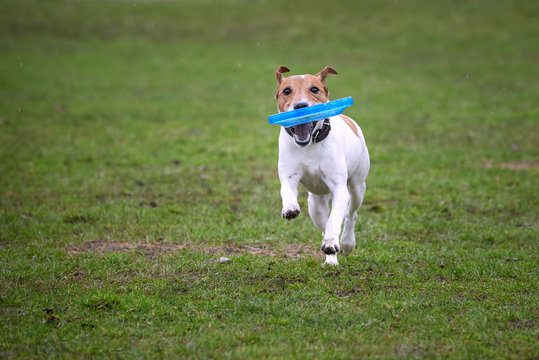Jack Russell Terrier running through the grass. Frisbee. 