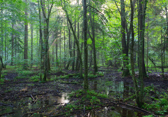 Early morning in deciduous stand in mist