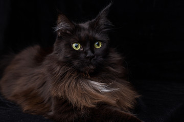 Studio Portrait of a beautiful Maine Coon Cat