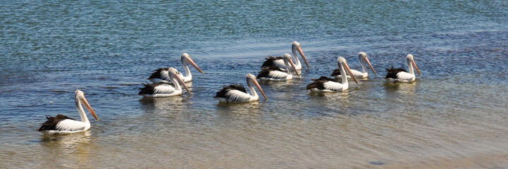 Nine Australian Pelicans