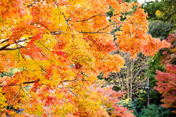 Arashiyama, Kyoto, Japan