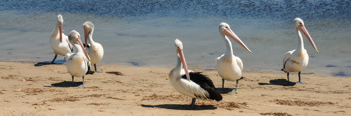 Six Australian Pelicans