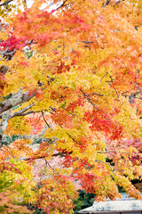 Arashiyama, Kyoto, Japan