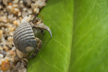 hermit crab on the green leaf
