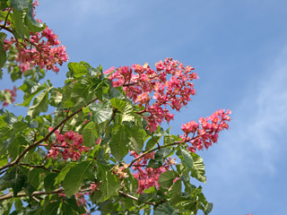Fleischrote Rosskastanie, Aesculus