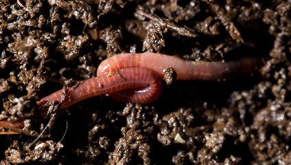 red worms in compost. macro