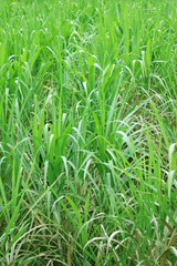 sugar cane plantation, Thailand