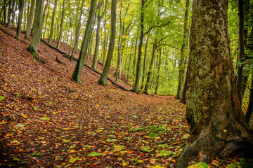 Jesienny las w Łagowie przy zamku, woj. Lubuskie.