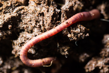 red worms in compost. macro