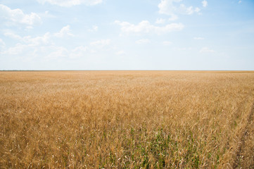 Gold wheat field