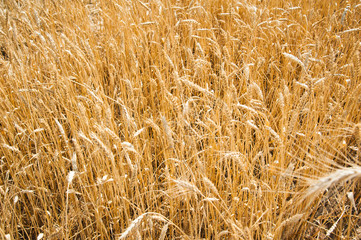 Wheat field