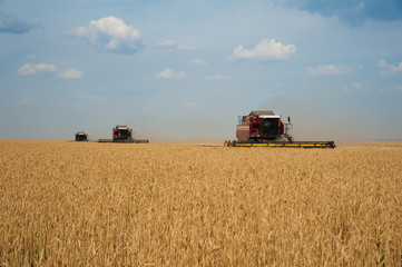 Obraz premium Combine harvesters in a field of wheat