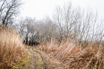 Forest winter without snow