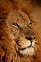 King of the Serengeti