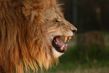 Lion showing teeth