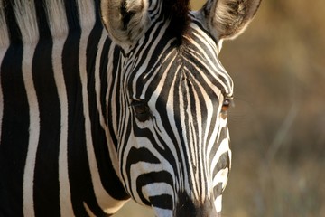 Fototapeta na wymiar Zebra face 
