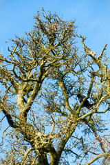 A beautiful leafless tree in winter against a blue sky with a crow sitting on one of the branches.
