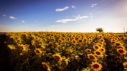 Fototapeta premium sunflowers field in a summer day