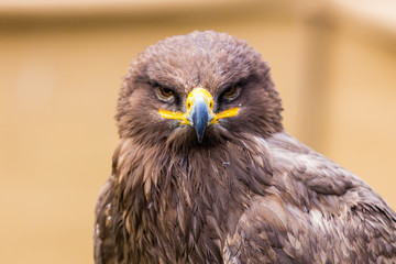Steppenadler