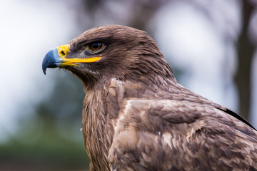 Steppenadler