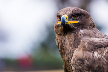 Steppenadler