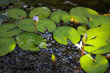 The lilies are blooming in the morning. pond