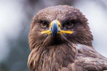 Steppenadler