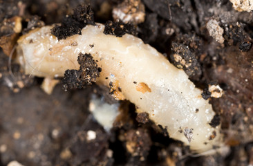White grubs in nature. macro