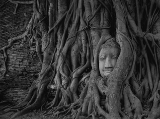 Head of Buddha statue in the tree roots , Wat Mahathat, Ayutthaya, Thailand.