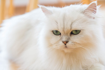 Fototapeta premium Cute White Persian cats on the floor