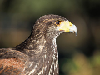 Bird of prey adult Red Kite watching (Milvus Milvus)